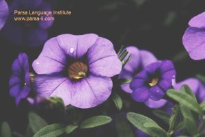 - آموزش زبان عربی در شیراز - موسسه زبان پارسا شیراز