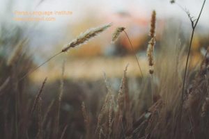 - آموزش زبان ژاپنی در شیراز - موسسه زبان پارسا شیراز