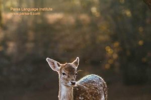 - آموزش زبان عربی در شیراز - موسسه زبان پارسا شیراز