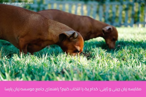 - آموزش زبان ژاپنی در شیراز - موسسه زبان پارسا شیراز